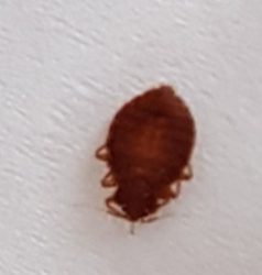 Bed bug
