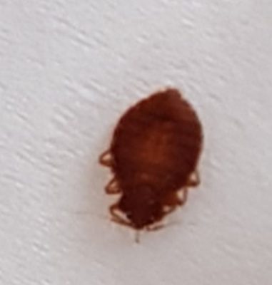 Bed bug