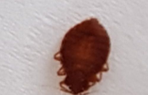 Bed bug