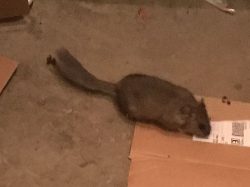 Pack Rat