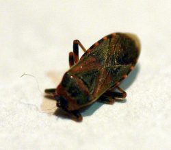 elm seed bug