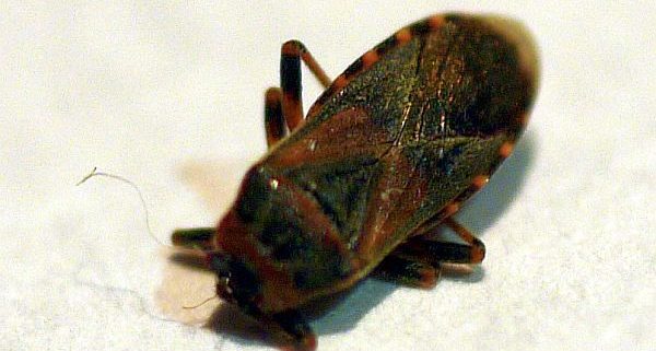 elm seed bug