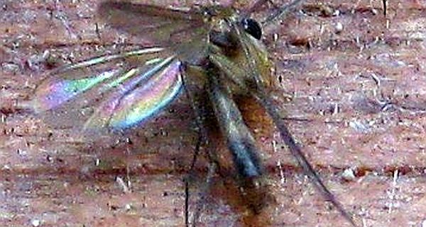 Fungus gnat