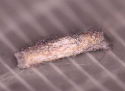case-bearing clothes moth