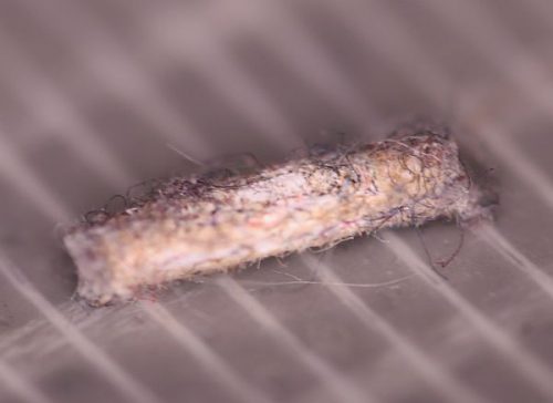 case-bearing clothes moth