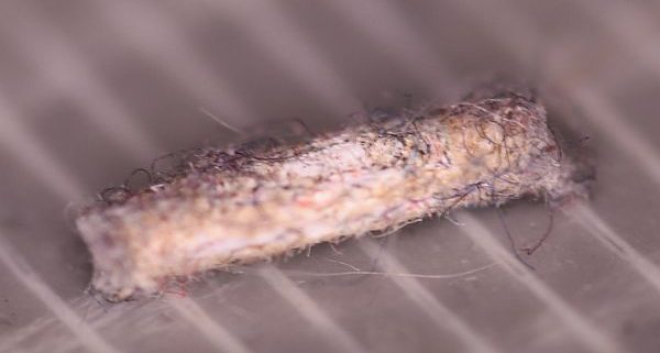 case-bearing clothes moth