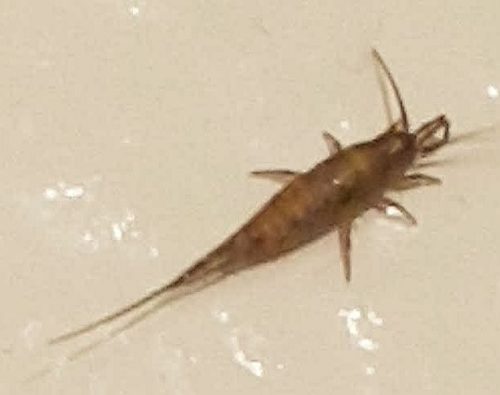 silverfish or firebrat