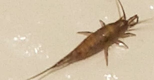 silverfish or firebrat