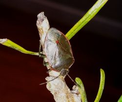 Stink Bug