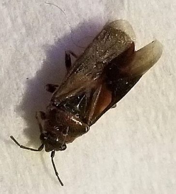 elm seed bug