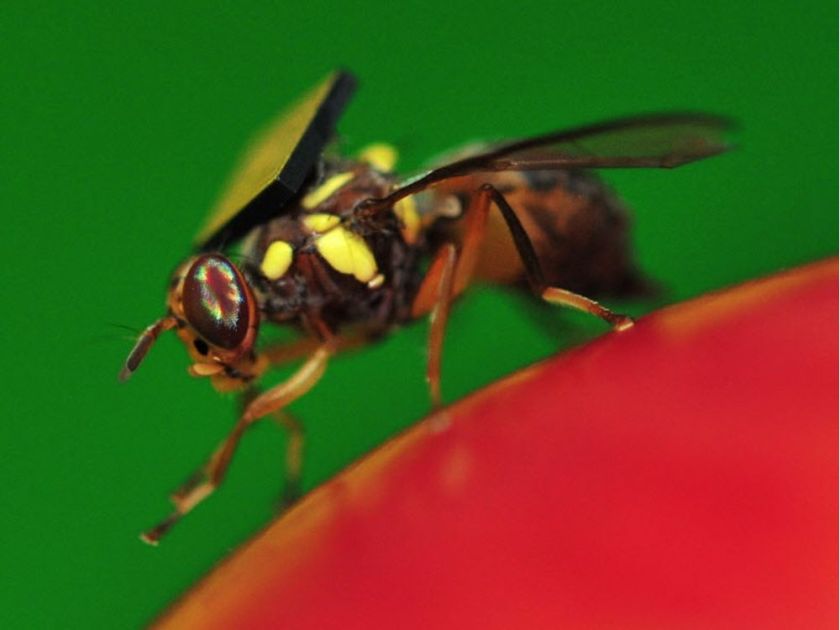 Fruitfly