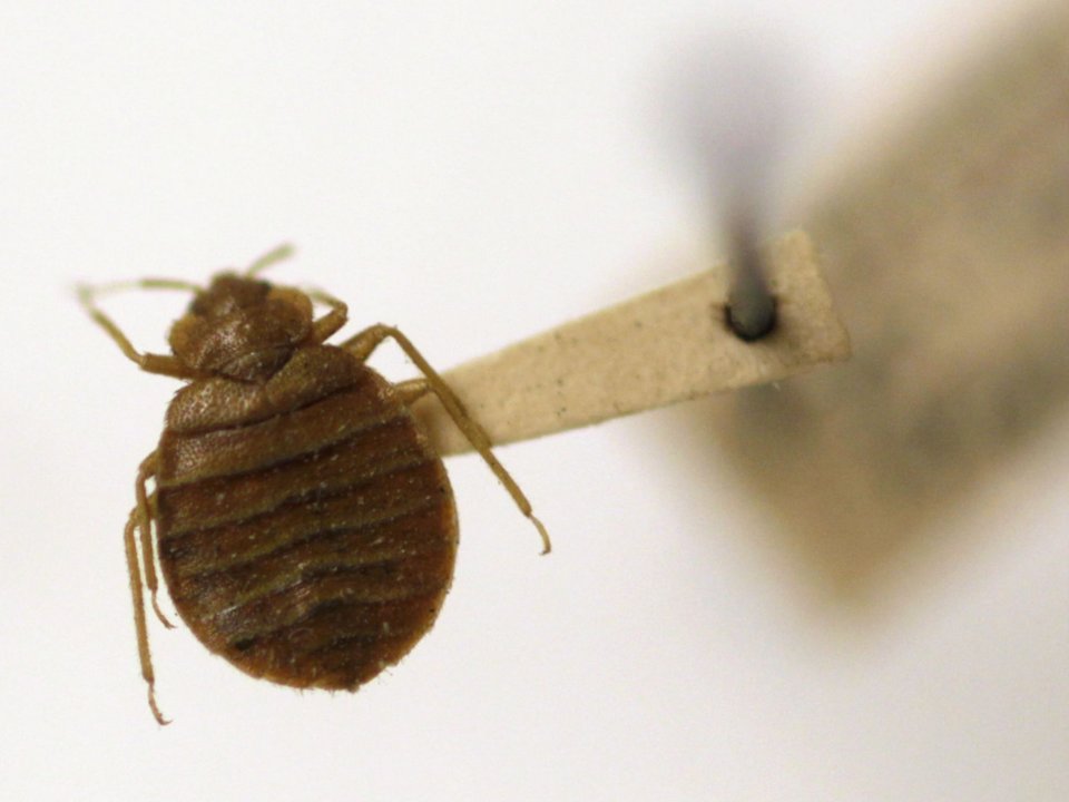 bedbug